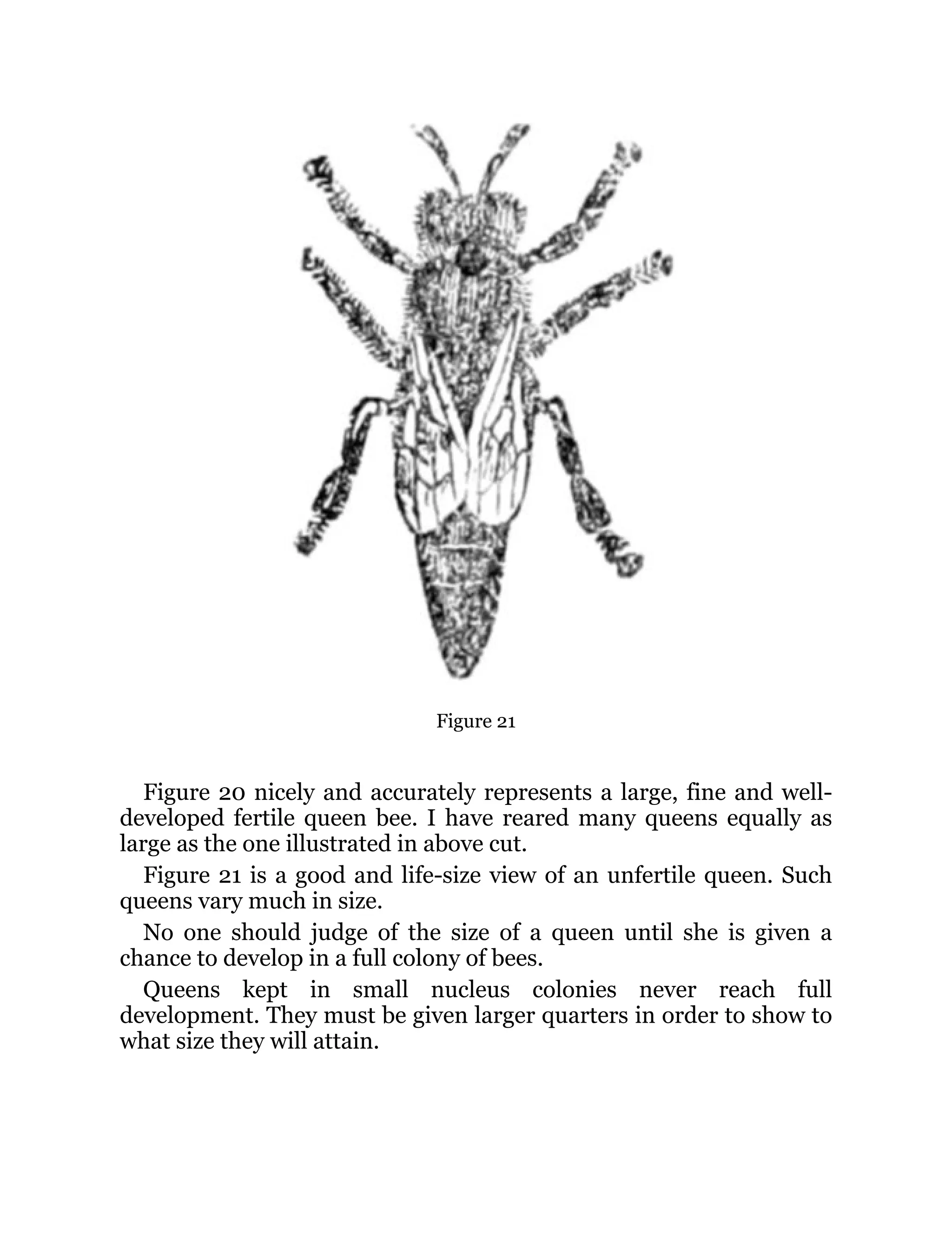 Figure 21
Figure 20 nicely and accurately represents a large, fine and well-
developed fertile queen bee. I have reared many queens equally as
large as the one illustrated in above cut.
Figure 21 is a good and life-size view of an unfertile queen. Such
queens vary much in size.
No one should judge of the size of a queen until she is given a
chance to develop in a full colony of bees.
Queens kept in small nucleus colonies never reach full
development. They must be given larger quarters in order to show to
what size they will attain.
 