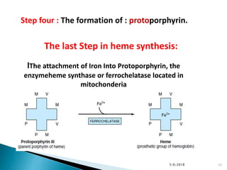 lThe attachment of Iron Into Protoporphyrin, the
enzymeheme synthase or ferrochelatase located in
mitochonderia
The last Step in heme synthesis:
5/6/2018 13
Step four : The formation of : protoporphyrin.
 