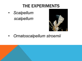 The_Life_and_Times_of_Barnacles[1] | PPTX