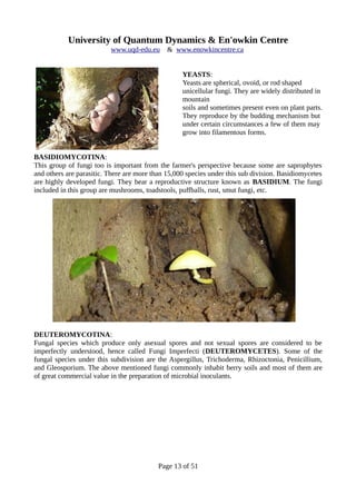 University of Quantum Dynamics & En'owkin Centre
www.uqd-edu.eu & www.enowkincentre.ca
YEASTS:
Yeasts are spherical, ovoid, or rod shaped
unicellular fungi. They are widely distributed in
mountain
soils and sometimes present even on plant parts.
They reproduce by the budding mechanism but
under certain circumstances a few of them may
grow into filamentous forms.
BASIDIOMYCOTINA:
This group of fungi too is important from the farmer's perspective because some are saprophytes
and others are parasitic. There are more than 15,000 species under this sub division. Basidiomycetes
are highly developed fungi. They bear a reproductive structure known as BASIDIUM. The fungi
included in this group are mushrooms, toadstools, puffballs, rust, smut fungi, etc.
DEUTEROMYCOTINA:
Fungal species which produce only asexual spores and not sexual spores are considered to be
imperfectly understood, hence called Fungi Imperfecti (DEUTEROMYCETES). Some of the
fungal species under this subdivision are the Aspergillus, Trichoderma, Rhizoctonia, Penicillium,
and Gleosporium. The above mentioned fungi commonly inhabit berry soils and most of them are
of great commercial value in the preparation of microbial inoculants.
Page 13 of 51
 
