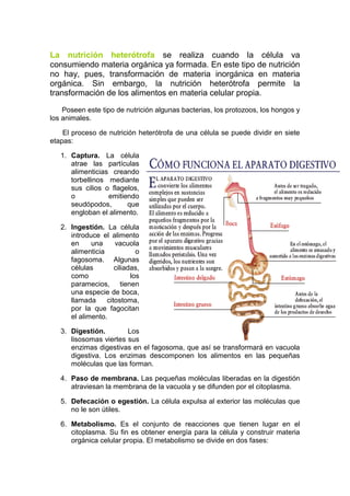 La nutrición heterótrofa se realiza cuando la célula va
consumiendo materia orgánica ya formada. En este tipo de nutrición
no hay, pues, transformación de materia inorgánica en materia
orgánica. Sin embargo, la nutrición heterótrofa permite la
transformación de los alimentos en materia celular propia.

    Poseen este tipo de nutrición algunas bacterias, los protozoos, los hongos y
los animales.

    El proceso de nutrición heterótrofa de una célula se puede dividir en siete
etapas:

   1. Captura. La célula
      atrae las partículas
      alimenticias creando
      torbellinos mediante
      sus cilios o flagelos,
      o           emitiendo
      seudópodos,       que
      engloban el alimento.

   2. Ingestión. La célula
      introduce el alimento
      en     una     vacuola
      alimenticia            o
      fagosoma. Algunas
      células        ciliadas,
      como                 los
      paramecios, tienen
      una especie de boca,
      llamada     citostoma,
      por la que fagocitan
      el alimento.

   3. Digestión.        Los
      lisosomas viertes sus
      enzimas digestivas en el fagosoma, que así se transformará en vacuola
      digestiva. Los enzimas descomponen los alimentos en las pequeñas
      moléculas que las forman.

   4. Paso de membrana. Las pequeñas moléculas liberadas en la digestión
      atraviesan la membrana de la vacuola y se difunden por el citoplasma.

   5. Defecación o egestión. La célula expulsa al exterior las moléculas que
      no le son útiles.

   6. Metabolismo. Es el conjunto de reacciones que tienen lugar en el
      citoplasma. Su fin es obtener energía para la célula y construir materia
      orgánica celular propia. El metabolismo se divide en dos fases:
 
