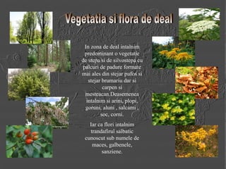 vegetatie-si-fauna-in-muntii-carpatia-romania-pdf