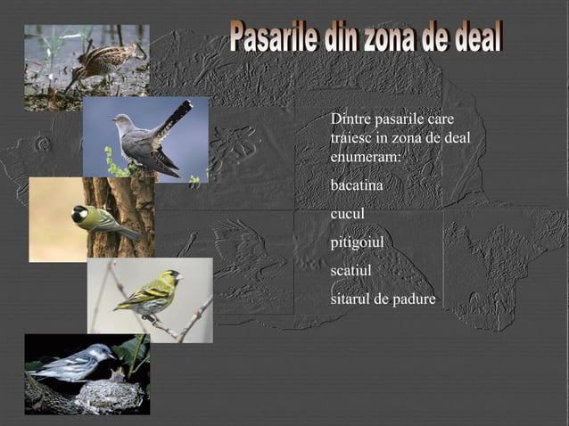 Vegetatie-Si-Fauna in muntii carpatia romania | PPT