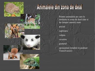 Vegetatie-Si-Fauna in muntii carpatia romania | PDF
