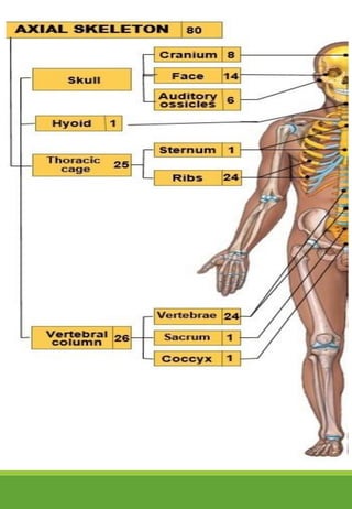 Basic Structures in human body | PDF