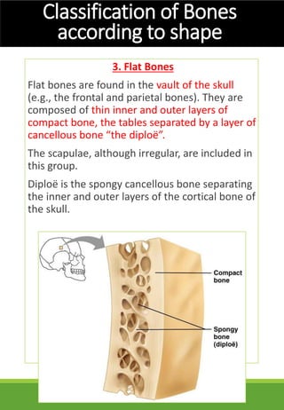 Basic Structures in human body | PDF