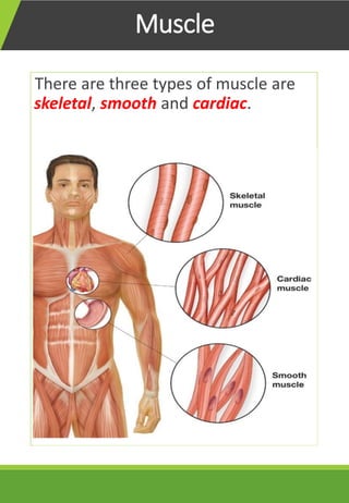 Body Types And Structures Basic Structures in human body | PDF