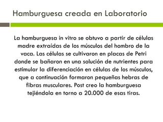 La hamburguesa in vitro se obtuvo a partir de células
madre extraídas de los músculos del hombro de la
vaca. Las células se cultivaron en placas de Petri
donde se bañaron en una solución de nutrientes para
estimular la diferenciación en células de los músculos,
que a continuación formaron pequeñas hebras de
fibras musculares. Post creo la hamburguesa
tejiéndola en torno a 20.000 de esas tiras.
Hamburguesa creada en Laboratorio
 