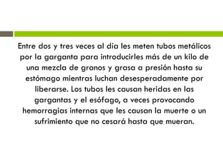 Entre dos y tres veces al día les meten tubos metálicos
por la garganta para introducirles más de un kilo de
una mezcla de granos y grasa a presión hasta su
estómago mientras luchan desesperadamente por
liberarse. Los tubos les causan heridas en las
gargantas y el esófago, a veces provocando
hemorragias internas que les causan la muerte o un
sufrimiento que no cesará hasta que mueran.
 