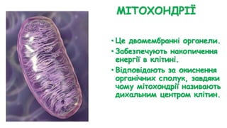 МІТОХОНДРІЇ
• Це двомембранні органели.
• Забезпечують накопичення
енергії в клітині.
• Відповідають за окиснення
органічних сполук, завдяки
чому мітохондрії називають
дихальним центром клітин.
 
