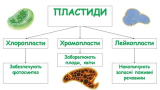 ПЛАСТИДИ
Хлоропласти Лейкопласти
Хромопласти
Забезпечують
фотосинтез
Накопичують
запасні поживні
речовини
Забарвлюють
плоди, квіти
 