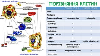 ПОРІВНЯННЯ КЛІТИН
Рослинна клітина Тваринна клітина
Ядро + +
Мембрана + +
Поверх мембрани клітинна стінка глікокалікс
Органели:
- пластиди + -
- мітохондрії + +
- рибосоми + +
- апарат Ґольджі + +
- ЕПС + +
- вакуолі великі дрібні або відсутні
- клітинний центр наявний лише у
нижчих рослин
+
- лізосоми зустрічаються рідко +
- включення + +
 