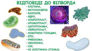 ВІДПОВІДІ ДО ФІЛВОРДА
• КЛІТИНА,
• МІТОХОНДРІЯ,
• ВАКУОЛЯ,
• ЯДРО,
• ХЛОРОПЛАСТ,
• ХРОМОПЛАСТ,
• ЦИТОПЛАЗМА,
• ЛЕЙКОПЛАСТ,
• КОМПЛЕКС ГОЛЬДЖІ,
• ЕПС,
• РИБОСОМА,
• ОБОЛОНКА,
• СІК,
• КС (КЛІТИННА СТІНКА)
 