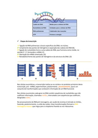 Etapas da transcrição

 1º ligação da RNA polimerase a locais específicos do DNA, no núcleo;
2º rompimento das pontes de hidrogénio e separação das cadeias de DNA (B);
3º ligação de nulceótidos livres a uma cadeia do DNA, que funciona como molde, no
sentido 5'- 3', formando o mRNA ( C)
4º libertação do mRNA sintetizado; (D)
5º Restabelecimento das pontes de hidrogénio e da estrutura do DNA. (D)




Nas células eucarióticas, a transcrição realiza-se no núcleo e os produtos primários desta
transcrição, pré - mRNA, experimentam, postiormente , processamento, que é um
conjunto de trasnformações que conduzem à formação de um RNA funcional.

Nas células eucariontes cada gene no DNA contém sequências de nucleótidos que não
codificam informação, chamados intrões, intercalados com sequências que codificam,
designados exões.

No processamento do RNA pré mensageiro, por acção de enzimas é retirado os intrões,
havendo, posteriormente, a união dos exões. Estas transformações formam o RNA
mensageiro maturo que migra para o citoplasma fixando-se nos ribossomas.
 