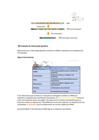 Tradução da informação genética

Neste processo, a informação genética contida no mRNA é traduzida numa sequência de
aminoácidos.

Alguns intervenientes




É nos ribossomas que se efectua a tradução da mensagem contida no mRNA que
especifica a sequência de amoniácidos na proteína. O RNA transferência (tRNA) funciona
como um interprete dessa mensagem. Ele selecciona e transfere aminoácidos para os
locais de síntese, os ribossomas. Cada tRNA tem numa zona especial um sequência de três
nucleótidos, o anticodão, que é complementar de um dos codões do mRNA.

Na extremidade 3' da molécula de tRNA liga-se o respectivo aminoácido.
 