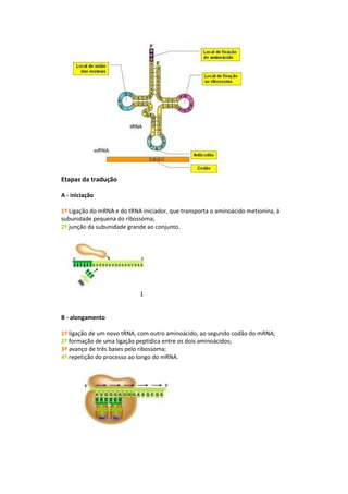 Etapas da tradução

A - iniciação

1º Ligação do mRNA e do tRNA iniciador, que transporta o aminoácido metionina, á
subunidade pequena do ribossoma;
2º junção da subunidade grande ao conjunto.




                            1


B - alongamento

1º ligação de um novo tRNA, com outro aminoácido, ao segundo codão do mRNA;
2º formação de uma ligação peptídica entre os dois aminoácidos;
3º avanço de três bases pelo ribossoma;
4º repetição do processo ao longo do mRNA.
 