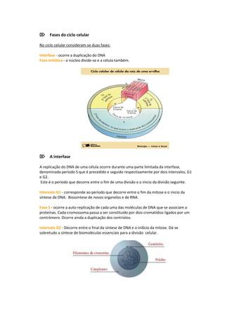 Fases do ciclo celular

No ciclo celular consideram-se duas fases:

Interfase - ocorre a duplicação do DNA
Fase mitótica - o núcleo divide-se e a célula também.




A interfase

A replicação do DNA de uma célula ocorre durante uma parte limitada da interfase,
denominada período S que é precedido e seguido respectivamente por dois intervalos, G1
e G2.
Este é o período que decorre entre o fim de uma divisão e o inicio da divisão seguinte.

Intervalo G1 - corresponde ao período que decorre entre o fim da mitose e o inicio da
síntese de DNA. Biossíntese de novos organelos e de RNA.

Fase S - ocorre a auto-replicação de cada uma das moléculas de DNA que se associam a
proteínas. Cada cromossoma passa a ser constituído por dois cromatídios ligados por um
centrómero. Ocorre ainda a duplicação dos centríolos.

Intervalo G2 - Decorre entre o final da síntese de DNA e o ini6cio da mitose. Dá-se
sobretudo a síntese de biomoléculas essenciais para a divisão celular.
 