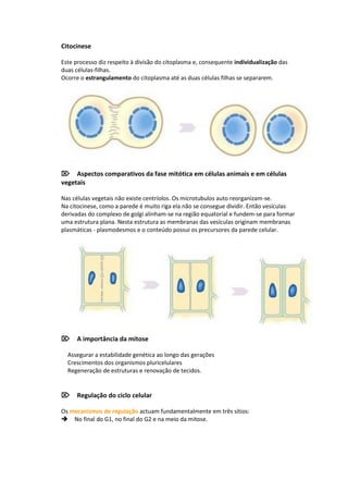Citocinese

Este processo diz respeito à divisão do citoplasma e, consequente individualização das
duas células-filhas.
Ocorre o estrangulamento do citoplasma até as duas células filhas se separarem.




Aspectos comparativos da fase mitótica em células animais e em células
vegetais

Nas células vegetais não existe centríolos. Os microtubulos auto reorganizam-se.
Na citocinese, como a parede é muito riga ela não se consegue dividir. Então vesículas
derivadas do complexo de golgi alinham-se na região equatorial e fundem-se para formar
uma estrutura plana. Nesta estrutura as membranas das vesículas originam membranas
plasmáticas - plasmodesmos e o conteúdo possui os precursores da parede celular.




A importância da mitose

Assegurar a estabilidade genética ao longo das gerações
Crescimentos dos organismos pluricelulares
Regeneração de estruturas e renovação de tecidos.


Regulação do ciclo celular

Os mecanismos de regulação actuam fundamentalmente em três sítios:
No final do G1, no final do G2 e na meio da mitose.
 