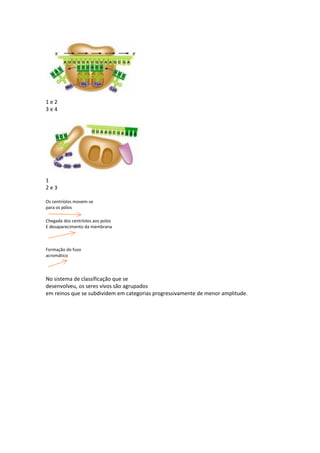 1e2
3e4




1
2e3

Os centríolos movem-se
para os pólos

Chegada dos centríolos aos polos
E desaparecimento da membrana



Formação do fuso
acromático



No sistema de classificação que se
desenvolveu, os seres vivos são agrupados
em reinos que se subdividem em categorias progressivamente de menor amplitude.
 