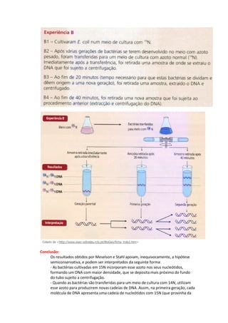 Colado de <http://www.esec-odivelas.rcts.pt/BioGeo/ficha_trab2.htm>


Conclusão:
     Os resultados obtidos por Meselson e Stahl apoiam, inequivocamente, a hipótese
     semiconservativa, e podem ser interpretados da seguinte forma:
     - As bactérias cultivadas em 15N incorporam esse azoto nos seus nucleótidos,
     formando um DNA com maior densidade, que se deposita mais próximo do fundo
     do tubo sujeito a centrifugação.
     - Quando as bactérias são transferidas para um meio de cultura com 14N, utilizam
     esse azoto para produzirem novas cadeias de DNA. Assim, na primeira geração, cada
     molécula de DNA apresenta uma cadeia de nucleótidos com 15N (que provinha da
 
