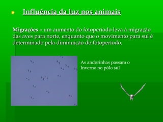 Migrações –Migrações – um aumento do fotoperíodo leva à migraçãoum aumento do fotoperíodo leva à migração
das aves para norte, enquanto que o movimento para sul édas aves para norte, enquanto que o movimento para sul é
determinado pela diminuição do fotoperíodo.determinado pela diminuição do fotoperíodo.
As andorinhas passam o
Inverno no pólo sul
Influência da luz nos animaisInfluência da luz nos animais
 