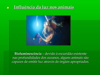 Influência da luz nos animaisInfluência da luz nos animais
BioluminescênciaBioluminescência – devido à escuridão existente– devido à escuridão existente
nas profundidades dos oceanos, alguns animais sãonas profundidades dos oceanos, alguns animais são
capazes de emitir luz através de órgãos apropriados.capazes de emitir luz através de órgãos apropriados.
 