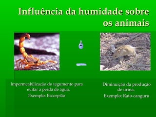 Impermeabilização do tegumento paraImpermeabilização do tegumento para
evitar a perda de água.evitar a perda de água.
Exemplo: EscorpiãoExemplo: Escorpião
Diminuição da produçãoDiminuição da produção
de urina.de urina.
Exemplo: Rato-canguruExemplo: Rato-canguru
Influência da humidade sobreInfluência da humidade sobre
os animaisos animais
 