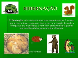  HibernaçãoHibernação – Os animais ficam vários meses inactivos. É a forma– Os animais ficam vários meses inactivos. É a forma
que alguns animais encontram para preservar a energia de modo aque alguns animais encontram para preservar a energia de modo a
ultrapassar as adversidades do Inverno, principalmente, quandoultrapassar as adversidades do Inverno, principalmente, quando
sentem dificuldades para encontrar alimento.sentem dificuldades para encontrar alimento.
Muscardino
HIBERNAÇÃOHIBERNAÇÃO
 