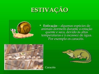  EstivaçãoEstivação – algumas espécies de– algumas espécies de
animais dormem durante a estaçãoanimais dormem durante a estação
quente e seca, devido às altasquente e seca, devido às altas
temperaturas e à escassez de água.temperaturas e à escassez de água.
Por exemplo os caracóis.Por exemplo os caracóis.
Caracóis
ESTIVAÇÃOESTIVAÇÃO
 