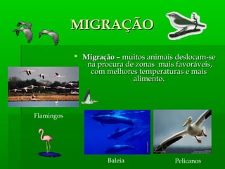 Flamingos
Baleia Pelicanos
MIGRAÇÃOMIGRAÇÃO
 Migração –Migração – muitos animais deslocam-semuitos animais deslocam-se
na procura de zonas mais favoráveis,na procura de zonas mais favoráveis,
com melhores temperaturas e maiscom melhores temperaturas e mais
alimento.alimento.
 