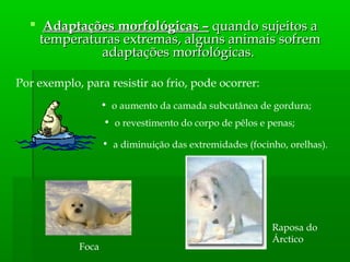  Adaptações morfológicas –Adaptações morfológicas – quando sujeitos aquando sujeitos a
temperaturas extremas, alguns animais sofremtemperaturas extremas, alguns animais sofrem
adaptações morfológicas.adaptações morfológicas.
Por exemplo, para resistir ao frio, pode ocorrer:
• o aumento da camada subcutânea de gordura;
• o revestimento do corpo de pêlos e penas;
• a diminuição das extremidades (focinho, orelhas).
Foca
Raposa do
Árctico
 
