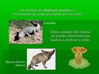 Um exemplo deUm exemplo de adaptação ao caloradaptação ao calor é oé o
revestimento do corpo dos répteis por escamas.revestimento do corpo dos répteis por escamas.
Crocodilo
Outros animais têm orelhasOutros animais têm orelhas
de grandes dimensões quede grandes dimensões que
ajudam a arrefecer o corpo.ajudam a arrefecer o corpo.
Raposa africana
(feneco)
 