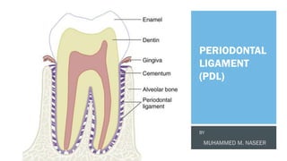 PERIODONTAL
LIGAMENT
(PDL)
 