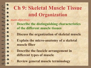 1) Describe the distinguishing characteristics
of the different muscle tissues
2) Discuss the organization of skeletal muscle
3) Explain the micro-anatomy of a skeletal
muscle fiber
4) Describe the fascicle arrangement in
different types of muscle
5) Review general muscle terminology
Ch 9: Skeletal Muscle Tissue
and Organization
main objectives:
 