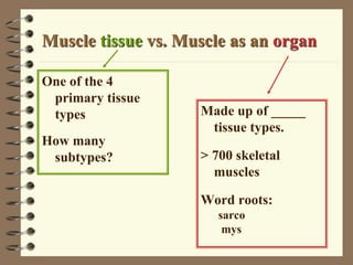 Muscle tissue vs. Muscle as an organ
One of the 4
primary tissue
types
How many
subtypes?
Made up of _____
tissue types.
>...