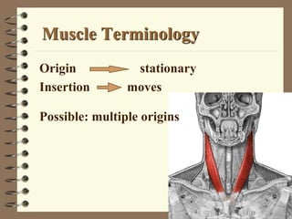 Muscle Terminology
Origin stationary
Insertion moves
Possible: multiple origins
 