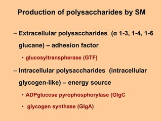 Production of polysaccharides by SM
– Extracellular polysaccharides (α 1-3, 1-4, 1-6
glucane) – adhesion factor
• glucosyl...