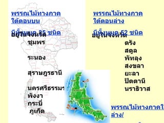 อยู่ในจังหวัด ตรัง สตูล พัทลุง สงขลา ยะลา ปัตตานี Ȩาธิวาส พรรณไม้ทางภาคใต้ตอนบน มีทั้งหมด  35  ชนิด พรรณไม้ทางภาคใต้ตอนล่าง มีทั้งหมด  52  ชนิด อยู่ในจังหวัด ชุมพร ระนอง สุราษฎรธานี นครศรีธรรมราช พังงา กระบี่     ภูเก็ต   พรรณไม้ทางภาคใต้ตอนล่าง / ตอนบนมีทั้งหมด  16  ชนิด 