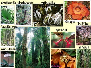 ไผ่เฉียงรุน กล้วยไม้รองเท้านารีช่องอ่างทอง  ปาล์มหลังขาว ปาล์มพระราหู บัวผุด กกเขาสก กุหลาบมลายู โนรีปั้นหยี พลับพลึงธาร 
