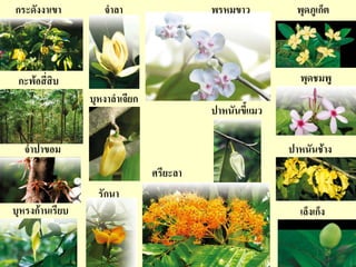 กระดังงา๶ขา         จาลา                  พรหมขาว         พุดภูเก็ต




 กะพ้อสี่สิบ                                               พุดชมพู
                 บุหงาลาเจียก
                                          ปาหนันขี้แมว

  จาปาขอม                                                ปาหนันช้าง
                                ศรียะลา
                   รักนา
บุหรงก้านเรียบ                                             เล็งเก็ง
 