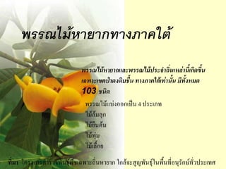 พรรณไม้หายากและพรรณไม้ประจาถิ่Ȩหล่าȨ้เกิึϾึ้น
                             เฉพาะเขตป่าดงดิบชื้น ทางภาคใต้เท่านั้น มีทั้งหมด
                             103 ชนิด
                               พรรณไม้แบ่งออกเป็น 4 ประเภท
                               ไม้ล้มลุก
                               ไม้ยืนต้น
                               ไม้พุ่ม
                               ไม้เลื้อย
ที่มา โครงการสารวจพันธุ์พืชเฉพาะถิ่นหายาก ใกล้จะสูญพันธุ์ในพื้นที่อนุรักษ์ทั่วประเทศ
 