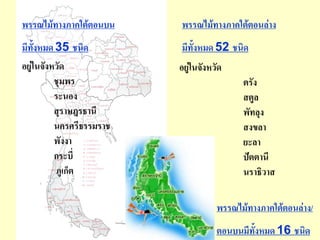 พรรณไม้ทางภาคใต้ตอȨน     พรรณไม้ทางภาคใต้ตอนล่าง
มีทั้งหมด 35 ชนิด         มีทั้งหมด 52 ชนิด
อยู่ในจังหวัด             อยู่ในจังหวัด
          ชุมพร                            ตรัง
          ระนอง                            สตูล
          สุราษฎรธานี                      พัทลุง
          นครศรีธรรมราช                    สงขลา
          พังงา                            ยะลา
          กระบี่                           ปัตตานี
          ภูเก็ต                           นราธิวาส

                                     พรรณไม้ทางภาคใต้ตอนล่าง/
                                     ตอนบนมีทั้งหมด 16 ชนิด
 