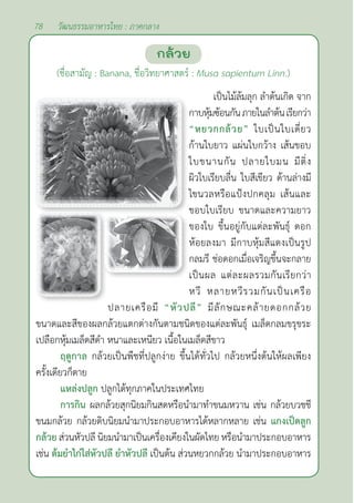 78 วัฒนธรรมอาหารไทย : ภาคกลาง
กล้วย
(ชื่อสามัญ : Banana, ชื่อวิทยาศาสตร์ : Musa sapientum Linn.)
เป็นไม้ล้มลุก ลำ�ต้นเกิด จาก
กาบหุ้มซ้อนกันภายในลำ�ต้นเรียกว่า
“หยวกกล้วย” ใบเป็นใบเดี่ยว
ก้านใบยาว แผ่นใบกว้าง เส้นขอบ
ใบขนานกัน ปลายใบมน มีติ่ง
ผิวใบเรียบลื่น ใบสีเขียว ด้านล่างมี
ไขนวลหรือแป้งปกคลุม เส้นและ
ขอบใบเรียบ ขนาดและความยาว
ของใบ ขึ้นอยู่กับแต่ละพันธุ์ ดอก
ห้อยลงมา มีกาบหุ้มสีแดงเป็นรูป
กลมรี ช่อดอกเมื่อเจริญขึ้นจะกลาย
เป็นผล แต่ละผลรวมกันเรียกว่า
หวี หลายหวีรวมกันเป็นเครือ
ปลายเครือมี “หัวปลี” มีลักษณะคล้ายดอกกล้วย
ขนาดและสีของผลกล้วยแตกต่างกันตามชนิดของแต่ละพันธุ์ เมล็ดกลมขรุขระ
เปลือกหุ้มเมล็ดสีดำ� หนาและเหนียว เนื้อในเมล็ดสีขาว
ฤดูกาล กล้วยเป็นพืชที่ปลูกง่าย ขึ้นได้ทั่วไป กล้วยหนึ่งต้นให้ผลเพียง
ครั้งเดียวก็ตาย
แหล่งปลูก ปลูกได้ทุกภาคในประเทศไทย
การกิน ผลกล้วยสุกนิยมกินสดหรือนำ�มาทำ�ขนมหวาน เช่น กล้วยบวชชี
ขนมกล้วย กล้วยดิบนิยมนำ�มาประกอบอาหารได้หลากหลาย เช่น แกงเป็ดลูก
กล้วย ส่วนหัวปลี นิยมนำ�มาเป็นเครื่องเคียงในผัดไทย หรือนำ�มาประกอบอาหาร
เช่น ต้มยำ�ไก่ใส่หัวปลี ยำ�หัวปลี เป็นต้น ส่วนหยวกกล้วย นำ�มาประกอบอาหาร
 