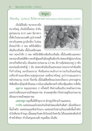 80 วัฒนธรรมอาหารไทย : ภาคกลาง
ขนุน
(ชื่อสามัญ : Jackfruit, ชื่อวิทยาศาสตร์ Artocarpus heterophyllus Lamk.)
เป็นไม้ยืนต้น ขนาดกลางถึง
ขนาดใหญ่ เป็นไม้เนื้ออ่อน ลำ�ต้น
สูงประมาณ 8-15 เมตร มียางขาว
ทั้งต้นใบออกแบบสลับรูปร่างกลมรี
ปลายใบแหลม ฐานใบเรียว ใบอ่อน
มีรอยเว้าลึก 2 รอย หลังใบสีเขียว
เข้มเรียบเป็นมัน เนื้อใบเหนียวและ
หนา ดอกเว้าลึก 2 รอย หลังใบสีเขียวเข้มเรียบเป็นมัน เนื้อใบเหนียวและหนา
ดอกออกเป็นช่อสีเขียวดอกตัวผู้และตัวเมียอยู่ต้นเดียวกันช่อดอกตัวผู้ออกบริเวณ
ปลายกิ่งหรือง่ามใบ เป็นแท่งยาวประมาณ 2.5 ซม. มีกาบหุ้มช่อดอกอยู่ 2 กลีบ
ดอกย่อยมีเกสรตัวผู้ 1 อัน ช่อดอกตัวเมียเป็นแท่งกลมยาวออกจากลำ�ต้นหรือ
กิ่งก้านใหญ่ ผลเป็นผลรวม คือมีผลขนาดเล็กเกาะรวมกันเป็นผลใหญ่
เปลือกด้านนอกมีหนามทู่อยู่รอบผล ผลมีขนาดใหญ่ รูปร่างกลมและยาว
หนักประมาณ 10-20 กิโลกรัม เนื้อในมีสีเหลืองแบ่งออกเป็นยวง แทรกอยู่ตาม
ซังสีเหลือง เมื่อสุกมีกลิ่นหอม ภายในยวงมีเมล็ดกลมรี เปลือกหุ้มเมล็ดบาง สีครีม
ฤดูกาล ขนุนออกดอก 2 ครั้งต่อปี คือช่วงเดือนธันวาคมถึงมกราคม
และช่วงเดือนเมษายนถึงพฤษภาคม ส่วนผลสุกมีมากในช่วงฤดูร้อนประมาณ
เดือนมกราคมถึงพฤษภาคม
แหล่งปลูก ขนุนขึ้นได้ทั่วทุกภาค มักปลูกไว้ตามบ้านและสวน
การกิน ยอดอ่อนและใบอ่อนกินเป็นผักสดแกล้มกับส้มตำ� เมี่ยงหรือลวก
จิ้มนํ้าพริก ยอดอ่อนและซังนำ�ไปแกง ผลอ่อนนำ�ไปฝานเป็นแว่นต้มจิ้มนํ้าพริก
นำ�ไปต้มปลาร้าขนุน เนื้อผลสุกกินสด ฉีกโรยหน้าไอศกรีม ใส่ในลอดช่องสิงคโปร์
ทำ�หน้าสังขยา ทำ�เป็นขนุนอบแห้ง ขนุนเชื่อม เป็นต้น
 