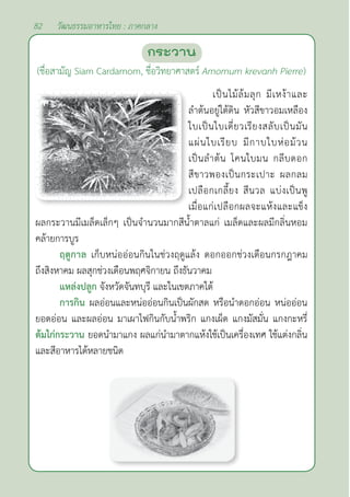 82 วัฒนธรรมอาหารไทย : ภาคกลาง
กระวาน
(ชื่อสามัญ Siam Cardamom, ชื่อวิทยาศาสตร์ Amomum krevanh Pierre)
เป็นไม้ล้มลุก มีเหง้าและ
ลำ�ต้นอยู่ใต้ดิน หัวสีขาวอมเหลือง
ใบเป็นใบเดี่ยวเรียงสลับเป็นมัน
แผ่นใบเรียบ มีกาบใบห่อม้วน
เป็นลำ�ต้น โคนใบมน กลีบดอก
สีขาวพองเป็นกระเปาะ ผลกลม
เปลือกเกลี้ยง สีนวล แบ่งเป็นพู
เมื่อแก่เปลือกผลจะแห้งและแข็ง
ผลกระวานมีเมล็ดเล็กๆ เป็นจำ�นวนมากสีนํ้าตาลแก่ เมล็ดและผลมีกลิ่นหอม
คล้ายการบูร
ฤดูกาล เก็บหน่ออ่อนกินในช่วงฤดูแล้ง ดอกออกช่วงเดือนกรกฎาคม
ถึงสิงหาคม ผลสุกช่วงเดือนพฤศจิกายน ถึงธันวาคม
แหล่งปลูก จังหวัดจันทบุรี และในเขตภาคใต้
การกิน ผลอ่อนและหน่ออ่อนกินเป็นผักสด หรือนำ�ดอกอ่อน หน่ออ่อน
ยอดอ่อน และผลอ่อน มาเผาไฟกินกับนํ้าพริก แกงเผ็ด แกงมัสมั่น แกงกะหรี่
ต้มไก่กระวาน ยอดนำ�มาแกง ผลแก่นำ�มาตากแห้งใช้เป็นเครื่องเทศ ใช้แต่งกลิ่น
และสีอาหารได้หลายชนิด
 