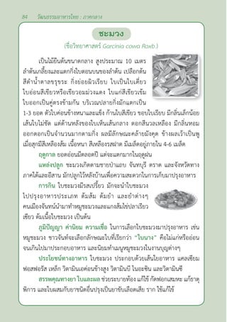 84 วัฒนธรรมอาหารไทย : ภาคกลาง
ชะมวง
(ชื่อวิทยาศาสตร์ Garcinia cowa Roxb.)
เป็นไม้ยืนต้นขนาดกลาง สูงประมาณ 10 เมตร
ลำ�ต้นเกลี้ยงและแตกกิ่งใบตอนบนของลำ�ต้น เปลือกต้น
สีดำ�นํ้าตาลขรุขระ กิ่งย่อยผิวเรียบ ใบเป็นใบเดี่ยว
ใบอ่อนสีเขียวหรือเขียวอมม่วงแดง ใบแก่สีเขียวเข้ม
ใบออกเป็นคู่ตรงข้ามกัน บริเวณปลายกิ่งมักแตกเป็น
1-3 ยอด ตัวใบค่อนข้างหนาและแข็ง ก้านใบสีเขียว ขอบใบเรียบ มีกลิ่นเล็กน้อย
เส้นใบไม่ชัด แต่ด้านหลังของใบเห็นเส้นกลาง ดอกสีนวลเหลือง มีกลิ่นหอม
ออกดอกเป็นจำ�นวนมากตามกิ่ง ผลมีลักษณะคล้ายมังคุด ข้างผลเว้าเป็นพู
เมื่อสุกมีสีเหลืองส้ม เนื้อหนา สีเหลืองรสฝาด มีเมล็ดอยู่ภายใน 4-6 เมล็ด
ฤดูกาล ยอดอ่อนมีตลอดปี แต่จะแตกมากในฤดูฝน
แหล่งปลูก ชะมวงเกิดตามชายป่าแถบ จันทบุรี ตราด และจังหวัดทาง
ภาคใต้และอีสาน มักปลูกไว้หลังบ้านเพื่อความสะดวกในการเก็บมาปรุงอาหาร
การกิน ใบชะมวงมีรสเปรี้ยว มักจะนำ�ใบชะมวง
ไปปรุงอาหารประเภท ต้มส้ม ต้มยำ� และยำ�ต่างๆ
คนเมืองจันทน์นำ�มาทำ�หมูชะมวงและแกงส้มไข่ปลาเรียว
เซียว ต้มเนื้อใบชะมวง เป็นต้น
ภูมิปัญญา ค่านิยม ความเชื่อ ในการเลือกใบชะมวงมาปรุงอาหาร เช่น
หมูชะมวง ชาวจันท์จะเลือกลักษณะใบที่เรียกว่า “ใบนาง” คือไม่แก่หรืออ่อน
จนเกินไปมาประกอบอาหาร และนิยมทำ�เมนูหมูชะมวงในงานบุญต่างๆ
ประโยชน์ทางอาหาร ใบชะมวง ประกอบด้วยเส้นใยอาหาร แคลเซียม
ฟอสฟอรัส เหล็ก วิตามินเอค่อนข้างสูง วิตามินบี ไนอะซิน และวิตามินซี
สรรพคุณทางยา ใบและผล ช่วยระบายท้อง แก้ไข้ กัดฟอกเสมหะ แก้ธาตุ
พิการ และใบผสมกับยาชนิดอื่นปรุงเป็นยาขับเลือดเสีย ราก ใช้แก้ไข้
 