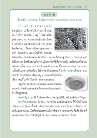 85
วัฒนธรรมอาหารไทย : ภาคกลาง
มะขาม
(ชื่อสามัญ Tamarind, ชื่อวิทยาศาสตร์ Tamarindus indica Linn.)
เป็นไม้ยืนต้นขนาดกลางถึง
ขนาดใหญ่ เปลือกต้นสีเทาแกมนํ้าตาล
ใบเป็นใบรวมออกเป็นคู่ ใบย่อยเป็น
รูปขอบขนาน ดอกออกเป็นช่อเล็กๆ
ที่ปลายกิ่ง แต่ละดอกมีกลีบรองดอก
สีเหลืองอ่อน มีจุดประสีแดงอยู่ตรงกลาง
ดอก ฝักมะขาม แบ่งเป็นข้อๆ ฝักอ่อน
สีเขียวเข้ม เน้อสีเขียวอ่อนติดเปลือก มะขามที่เกือบสุกเรียกว่า “มะขามหมู”
มีเนื้อกรอบ สีเหลืองปนนํ้าตาล เมื่อสุกเต็มที่มีสีนํ้าตาลเข้ม เมล็ดค่อนข้างกลม
สีดำ�และสีนํ้าตาลเข้มมะขามมี2ชนิดคือมะขามเปรี้ยวและมะขามหวาน มะขาม
เปรี้ยวที่ปลูกตามบ้านเรือน มีผักกลมเล็กและยาว เรียกว่า “มะขามขี้แมว” ส่วน
มะขาม อีกชนิดหนึ่ง มีฝักใหญ่ แบนและงอโค้งคล้าย
เคียว รสเปรี้ยวจัด เรียกว่า “มะขามกระดาน”
ฤดูกาล ดอกมะขามอ่อนและยอดมะขามอ่อน
จะแตกในช่วงต้นฤดูฝน ส่วนฝักมะขามอ่อนจะออกใน
ช่วงต้นฤดูหนาว
แหล่งปลูก ปลูกได้ทั่วประเทศไทย โดยปลูกได้ดีในบริเวณที่ฝนตกไม่ชุก
การกิน ยอดอ่อน ใบอ่อน ดอกอ่อน และฝักมะขาม ใช้เป็นผักและ
เครื่องปรุงรส กินกับนํ้าพริก ยำ�ปลากระป๋อง ยอดมะขามนิยมนำ�มาใส่แกง เช่น
แกงใบมะขามอ่อน เป็นต้น ส่วนมะขามเปียกนำ�มาปรุงอาหาร เช่น ต้มส้ม ต้มกะทิ
และต้มโคล้ง หรือนำ�ไปแปรรูป เช่น มะขามดอง มะขามคลุก เป็นต้น
 