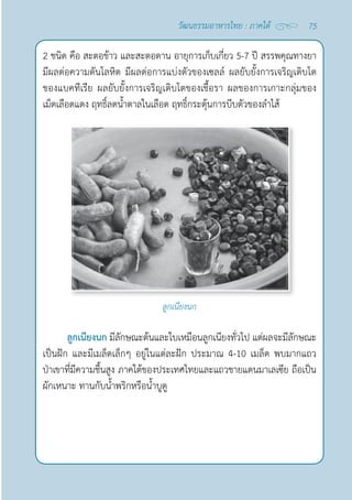 75
วัฒนธรรมอาหารไทย : ภาคใต้
2 ชนิด คือ สะตอข้าว และสะตอดาน อายุการเก็บเกี่ยว 5-7 ปี สรรพคุณทางยา 
มีผลต่อความดันโลหิต มีผลต่อการแบ่งตัวของเซลล์ ผลยับยั้งการเจริญเติบโต
ของแบคทีเรีย ผลยับยั้งการเจริญเติบโตของเชื้อรา ผลของการเกาะกลุ่มของ
เม็ดเลือดแดง ฤทธิ์ลดนํ้าตาลในเลือด ฤทธิ์กระตุ้นการบีบตัวของลำ�ไส้
ลูกเนียงนก
ลูกเนียงนก มีลักษณะต้นและใบเหมือนลูกเนียงทั่วไป แต่ผลจะมีลักษณะ
เป็นฝัก และมีเมล็ดเล็กๆ อยู่ในแต่ละฝัก ประมาณ 4-10 เมล็ด พบมากแถว
ป่าเขาที่มีความชื้นสูง ภาคใต้ของประเทศไทยและแถวชายแดนมาเลเซีย ถือเป็น
ผักเหนาะ ทานกับนํ้าพริกหรือนํ้าบูดู
 