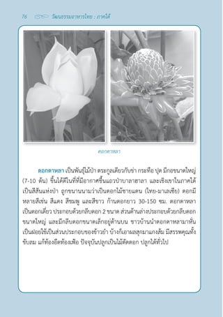 76 วัฒนธรรมอาหารไทย : ภาคใต้
ดอกดาหลา เป็นพันธุ์ไม้ป่า ตระกูลเดียวกับข่า กระทือ ปุด มีกอขนาดใหญ่
(7-10 ต้น) ขึ้นได้ดีในที่ที่มีอากาศชื้นแถวป่าบาลาฮาลา และเชิงเขาในภาคใต้
เป็นสีสันแห่งป่า ถูกขนานนามว่าเป็นดอกไม้ชายแดน (ไทย-มาเลเซีย) ดอกมี
หลายสีเช่น สีแดง สีชมพู และสีขาว ก้านดอกยาว 30-150 ซม. ดอกดาหลา 
เป็นดอกเดี่ยวประกอบด้วยกลีบดอก2ขนาดส่วนด้านล่างประกอบด้วยกลีบดอก
ขนาดใหญ่ และมีกลีบดอกขนาดเล็กอยู่ด้านบน ชาวบ้านนำ�ดอกดาหลามาหั่น
เป็นฝอยใช้เป็นส่วนประกอบของข้าวยำ� บ้างก็เอาผลสุกมาแกงส้ม มีสรรพคุณทั้ง
ขับลม แก้ท้องอืดท้องเฟ้อ ปัจจุบันปลูกเป็นไม้ตัดดอก ปลูกได้ทั่วไป
ดอกดาหลา
 