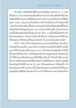 77
วัฒนธรรมอาหารไทย : ภาคใต้
ผักเหลียง เป็นพืชยืนต้นที่มีลักษณะเป็นไม้พุ่ม สูงประมาณ 1-2 เมตร
มีใบเรียวยาว สามารถนำ�ยอดของผักเหลียงมารับประทานได้ แต่ต้องทำ�ให้สุกก่อน
จัดเป็นผักพื้นบ้านประเภทไม้ยืนต้นขนาดกลาง มีมากแถบจังหวัดประจวบคีรีขันธ์
ชุมพร ระนอง และแทบทุกจังหวัดในภาคใต้ ถือเป็นผักประจำ�ถิ่นใต้เลยก็ได้
ว่ากันว่าถ้าจะกินผักเหลียงที่มีรสหวานอร่อยแล้วละก็ต้องเป็นผักเหลียงที่ขึ้นในร่ม
หรือไม่ก็ต้องหลังฤดูฝนไปแล้ว เพราะเป็นช่วงที่ผักเหลียงเริ่มแตกใบใหม่
แหล่งดั้งเดิมของผักเหลียงขึ้นอยู่ตามป่าเขา ที่ราบ บางครั้งก็เห็นขึ้นเคียงข้างกับ
ต้นสะตอและต้นยาง ลักษณะของผักเหลียงที่อร่อย คนใต้เขาแนะนำ�ให้เลือกใบ
ที่เป็นเพสลาด คือไม่อ่อนหรือไม่แก่จนเกินไป ใบจะออกรสมันและหวานนิดๆ
ผักนํ้า ว่ากันว่าถิ่นกำ�เนิดปลูกกันมากแถวประเทศฝรั่งเศส ต่อมามีการ
นำ�ไปปลูกในประเทศจีน และคนจีนนำ�มาปลูกในประเทศไทยในพื้นที่ภาคเหนือ
และภาคใต้ โดยเฉพาะที่อำ�เภอเบตง แรกๆ บริโภคเฉพาะในหมู่คนจีน ไม่เป็นที่
รู้จักของคนทั่วไปมากนัก กระทั่งปัจจุบันเป็นอาหารเมนูเด่นของชาวจังหวัดยะลา 
ผักนํ้ามีลักษณะเหมือนผักกะเฉด หรือผักชีล้อม มีใบเล็ก ลำ�ต้นเป็นปล้อง อวบนํ้า 
มีส่วนรากติดดินและส่วนลำ�ต้นเลื้อยเหนือนํ้า เป็นพืชที่ชอบอากาศหนาวอุณหภูมิ
ที่จะเจริญเติบโตได้ดีประมาณ 25 องศา มีลักษณะพิเศษกว่าพืชชนิดอื่น คือ
ต้องปลูกในแปลงคล้ายแปลงนา มีนํ้าไหลผ่านตลอดเวลาและต้องเป็นนํ้าที่สะอาด
อุณหภูมิเย็นไม่มีสีสนิมโดยเฉพาะนํ้าจากลำ�ธารที่ไหลออกจากซอกหินหรือนํ้าตก
 